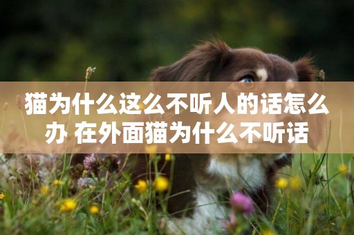 貓為什么這么不聽人的話怎么辦 在外面貓為什么不聽話