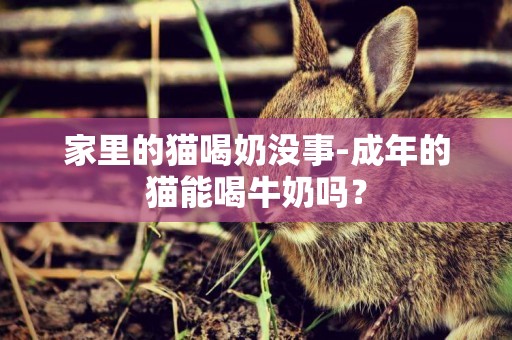 家里的貓喝奶沒事-成年的貓能喝牛奶嗎？
