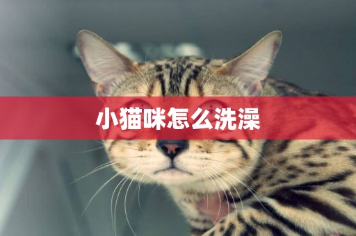 小貓咪怎么洗澡
