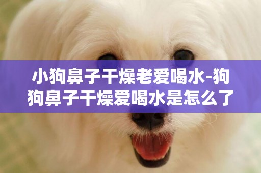 小狗鼻子干燥老愛喝水-狗狗鼻子干燥愛喝水是怎么了