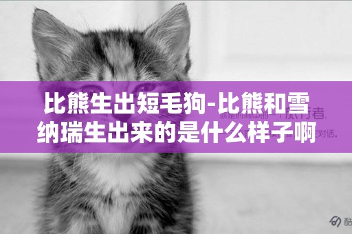 比熊生出短毛狗-比熊和雪納瑞生出來的是什么樣子啊？