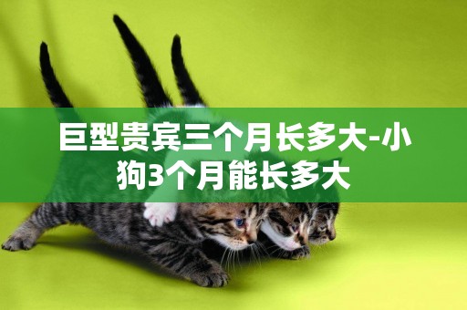 巨型貴賓三個月長多大-小狗3個月能長多大