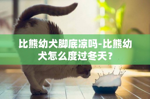 比熊幼犬腳底涼嗎-比熊幼犬怎么度過冬天？