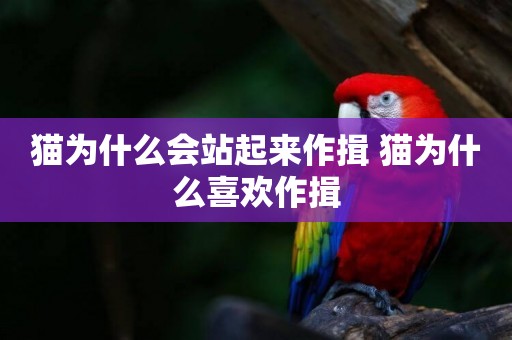 貓為什么會站起來作揖 貓為什么喜歡作揖