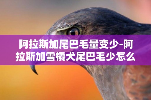 阿拉斯加尾巴毛量變少-阿拉斯加雪橇犬尾巴毛少怎么辦？