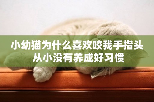 小幼貓為什么喜歡咬我手指頭 從小沒有養成好習慣