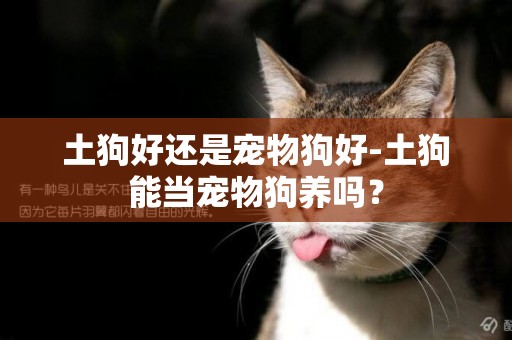 土狗好還是寵物狗好-土狗能當寵物狗養嗎？