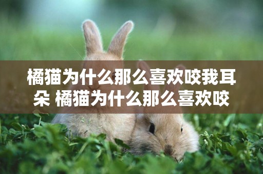 橘貓為什么那么喜歡咬我耳朵 橘貓為什么那么喜歡咬人