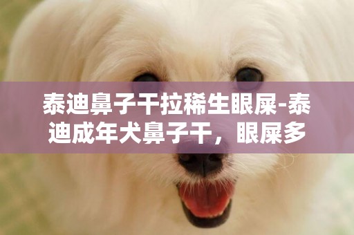 泰迪鼻子干拉稀生眼屎-泰迪成年犬鼻子干，眼屎多