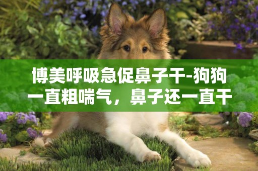 博美呼吸急促鼻子干-狗狗一直粗喘氣，鼻子還一直干的