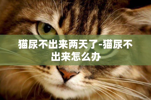 貓尿不出來兩天了-貓尿不出來怎么辦