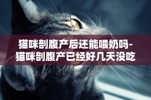 貓咪剖腹產后還能喂奶嗎-貓咪剖腹產已經好幾天沒吃飯了？