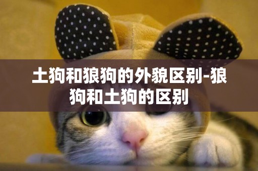 土狗和狼狗的外貌區別-狼狗和土狗的區別