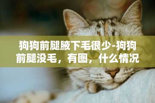 狗狗前腿腋下毛很少-狗狗前腿沒毛，有圖，什么情況