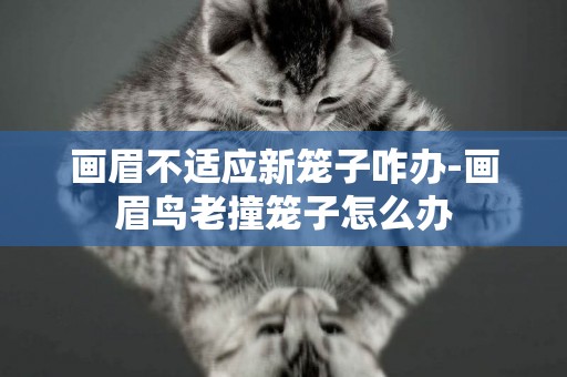 畫眉不適應新籠子咋辦-畫眉鳥老撞籠子怎么辦