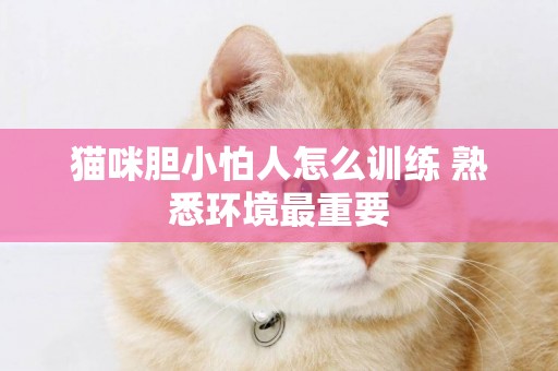 貓咪膽小怕人怎么訓練 熟悉環境最重要