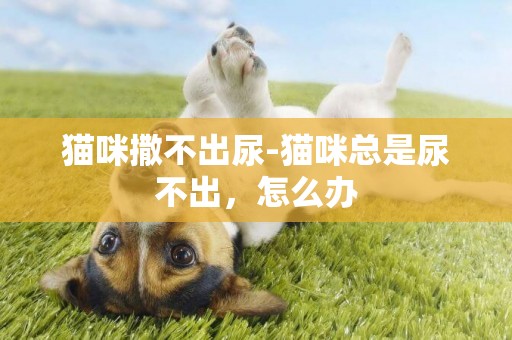 貓咪撒不出尿-貓咪總是尿不出，怎么辦