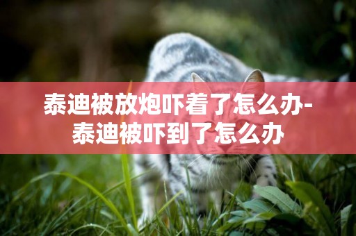 泰迪被放炮嚇著了怎么辦-泰迪被嚇到了怎么辦