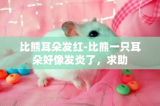 比熊耳朵發紅-比熊一只耳朵好像發炎了，求助