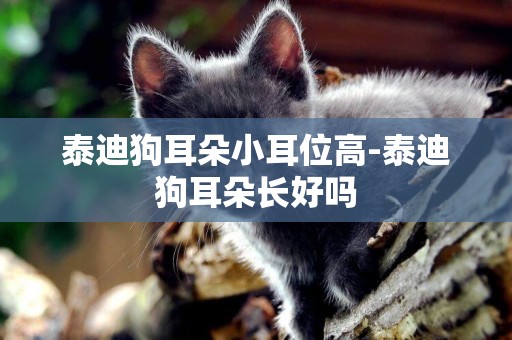 泰迪狗耳朵小耳位高-泰迪狗耳朵長好嗎
