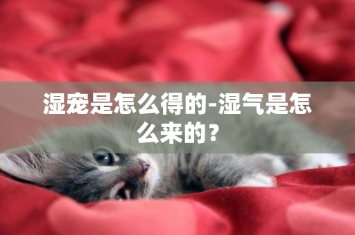 濕寵是怎么得的-濕氣是怎么來的？