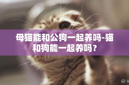 母貓能和公狗一起養嗎-貓和狗能一起養嗎？