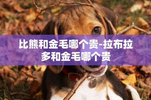 比熊和金毛哪個貴-拉布拉多和金毛哪個貴
