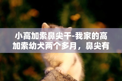 小高加索鼻尖干-我家的高加索幼犬兩個多月，鼻尖有點發干，有時拉稀有時不拉稀，并有眼屎，請問是不是犬瘟