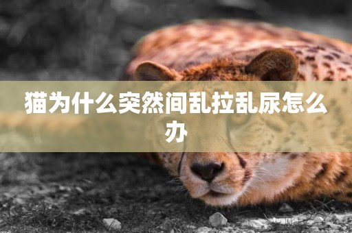 貓為什么突然間亂拉亂尿怎么辦