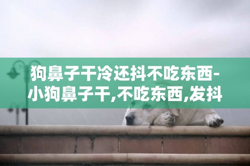 狗鼻子干冷還抖不吃東西-小狗鼻子干,不吃東西,發抖是怎么回事?