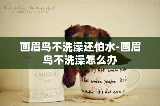 畫眉鳥不洗澡還怕水-畫眉鳥不洗澡怎么辦