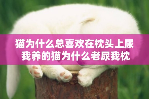 貓為什么總喜歡在枕頭上尿 我養的貓為什么老尿我枕頭
