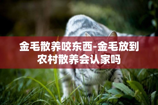 金毛散養咬東西-金毛放到農村散養會認家嗎