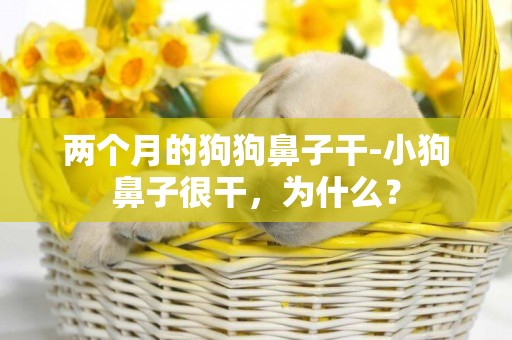 兩個月的狗狗鼻子干-小狗鼻子很干，為什么？