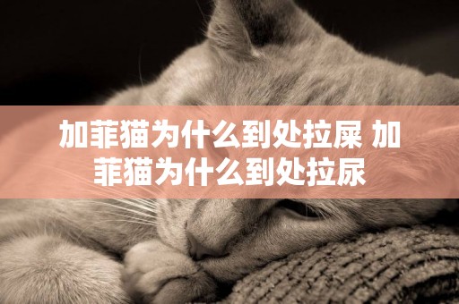 加菲貓為什么到處拉屎 加菲貓為什么到處拉尿