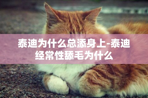 泰迪為什么總添身上-泰迪經常性舔毛為什么
