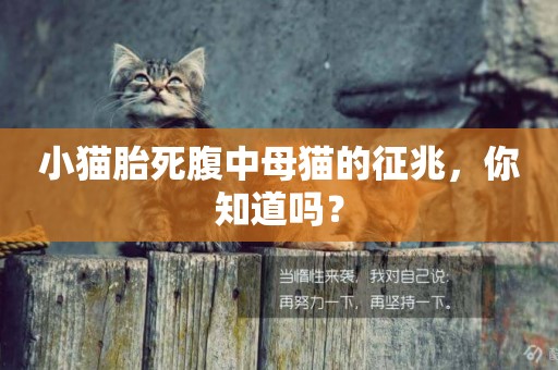 小貓胎死腹中母貓的征兆，你知道嗎？