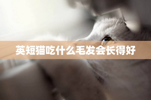 英短貓吃什么毛發會長得好