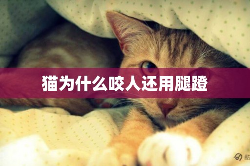 貓為什么咬人還用腿蹬
