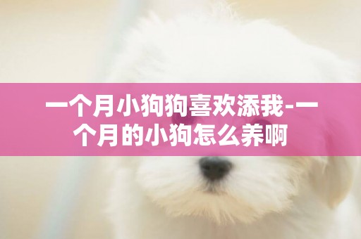 一個月小狗狗喜歡添我-一個月的小狗怎么養啊