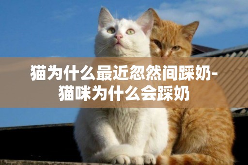 貓為什么最近忽然間踩奶-貓咪為什么會踩奶