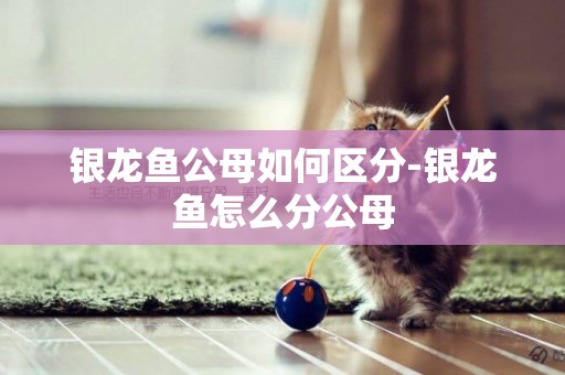 銀龍魚公母如何區分-銀龍魚怎么分公母