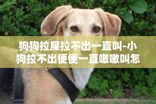 狗狗拉屎拉不出一直叫-小狗拉不出便便一直嗷嗷叫怎么辦