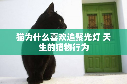 貓為什么喜歡追聚光燈 天生的獵物行為