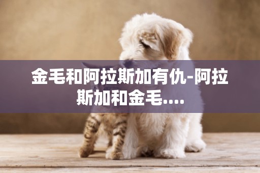 金毛和阿拉斯加有仇-阿拉斯加和金毛....