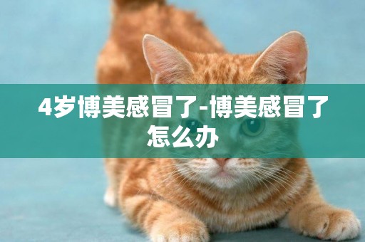 4歲博美感冒了-博美感冒了怎么辦