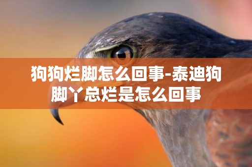 狗狗爛腳怎么回事-泰迪狗腳丫總爛是怎么回事