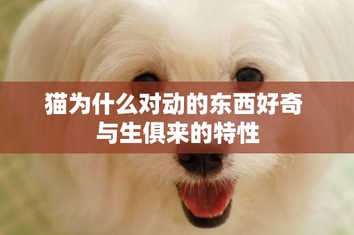 貓為什么對動的東西好奇 與生俱來的特性