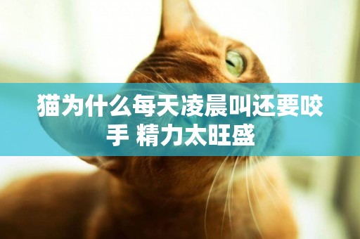 貓為什么每天凌晨叫還要咬手 精力太旺盛