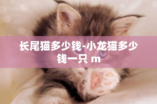 長尾貓多少錢-小龍貓多少錢一只 m